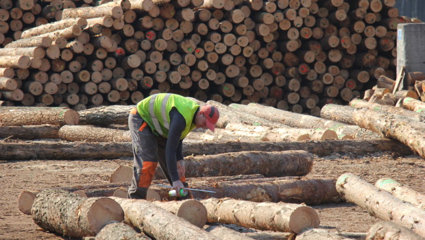 W Murowie stanie najdłuższa linia sortowania drewna w Europie