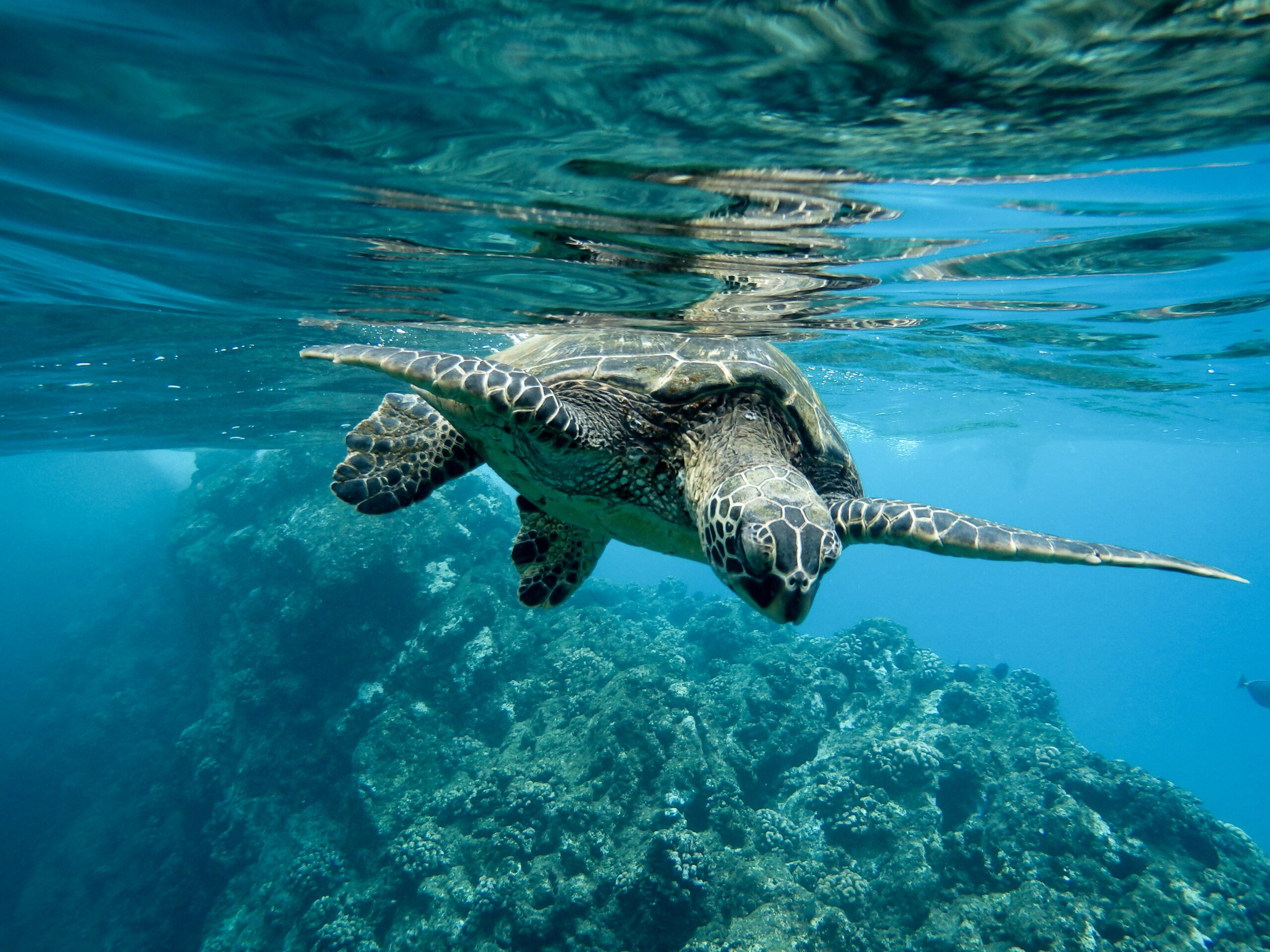 8 czerwca – światowy dzień oceanów – w jaki sposób możemy o nie zadbać? Sprawdź!